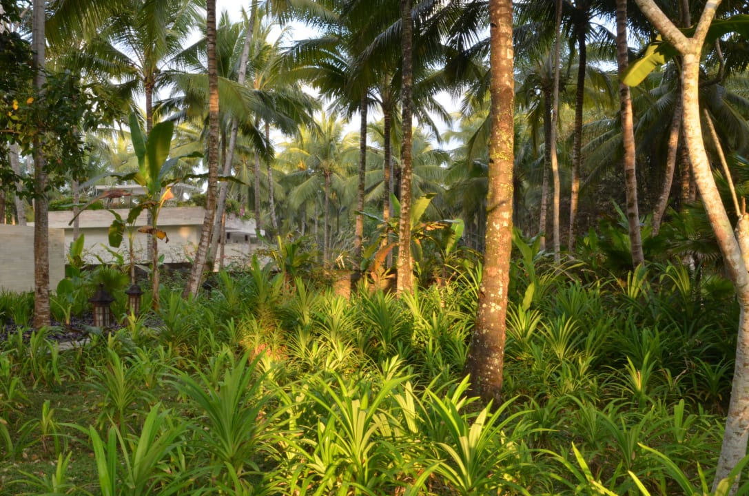 Vegetation in der Nähe der Reception Kelapa Retreat & Spa