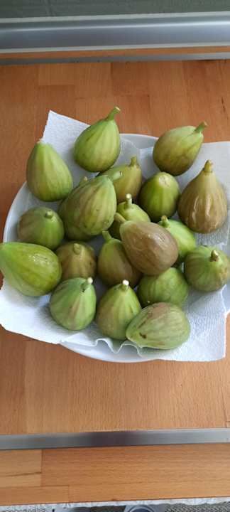 Gastro Sherwood Exclusive Kemer