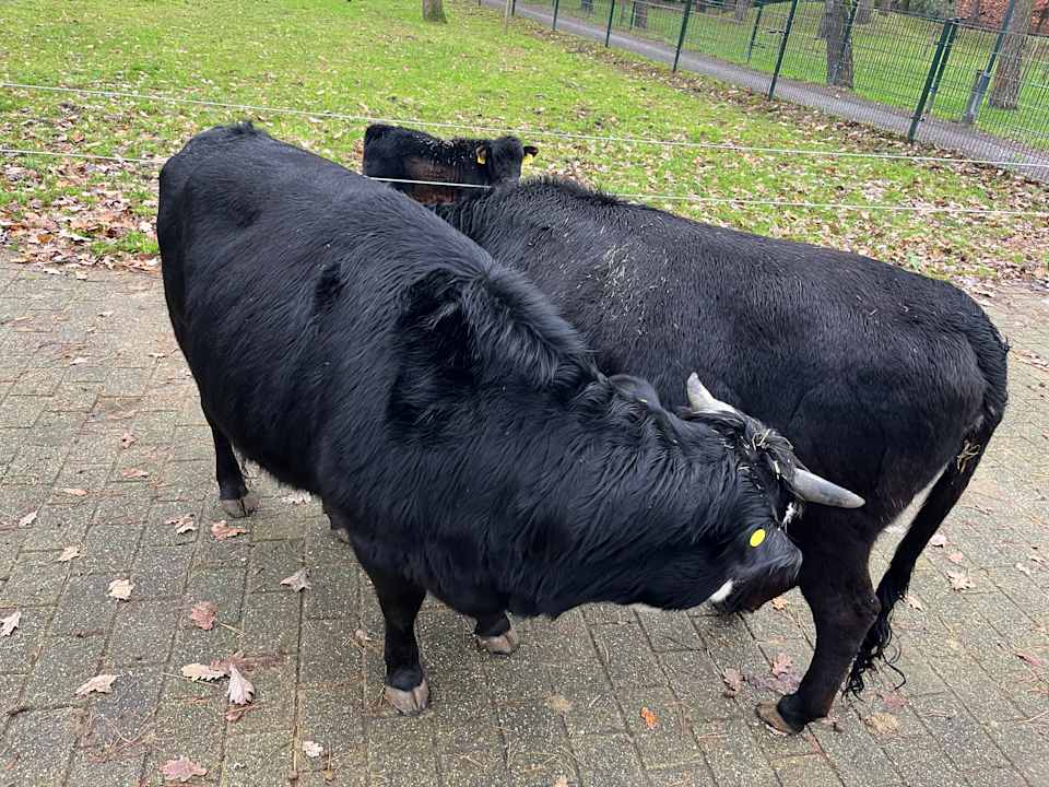 Sport & Freizeit Center Parcs De Kempervennen