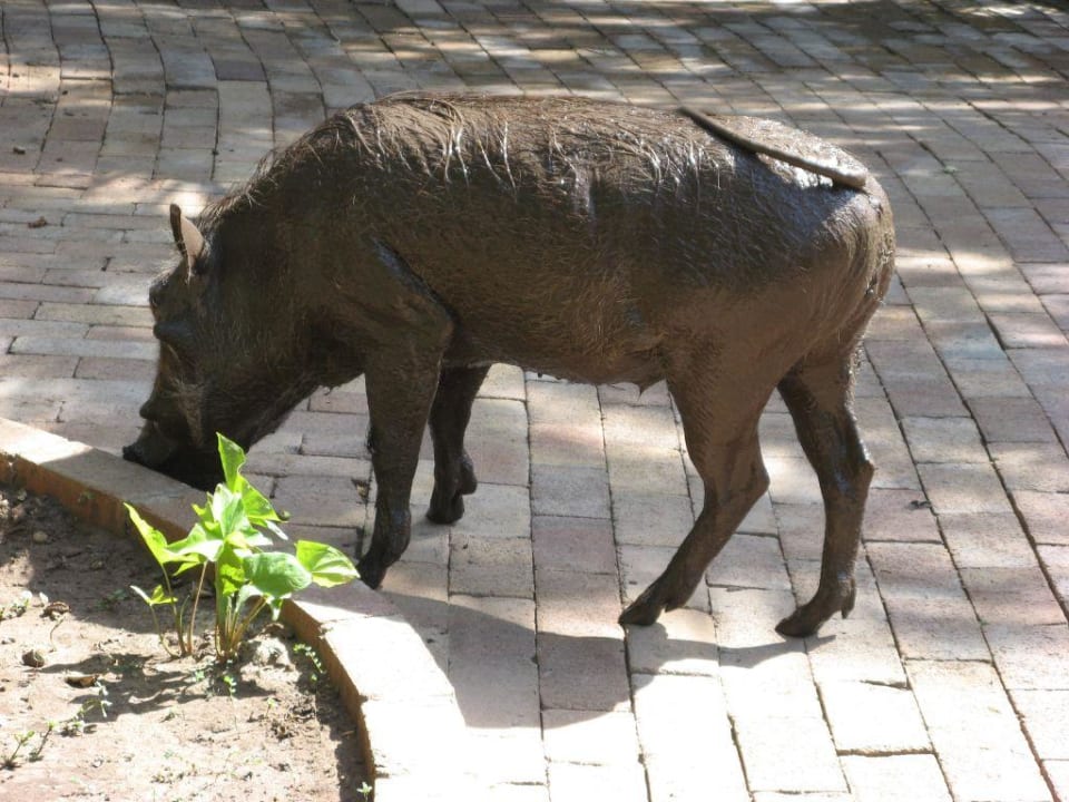 .. eines der "Haustiere" der Lodge Hotel Chobe Safari Lodge