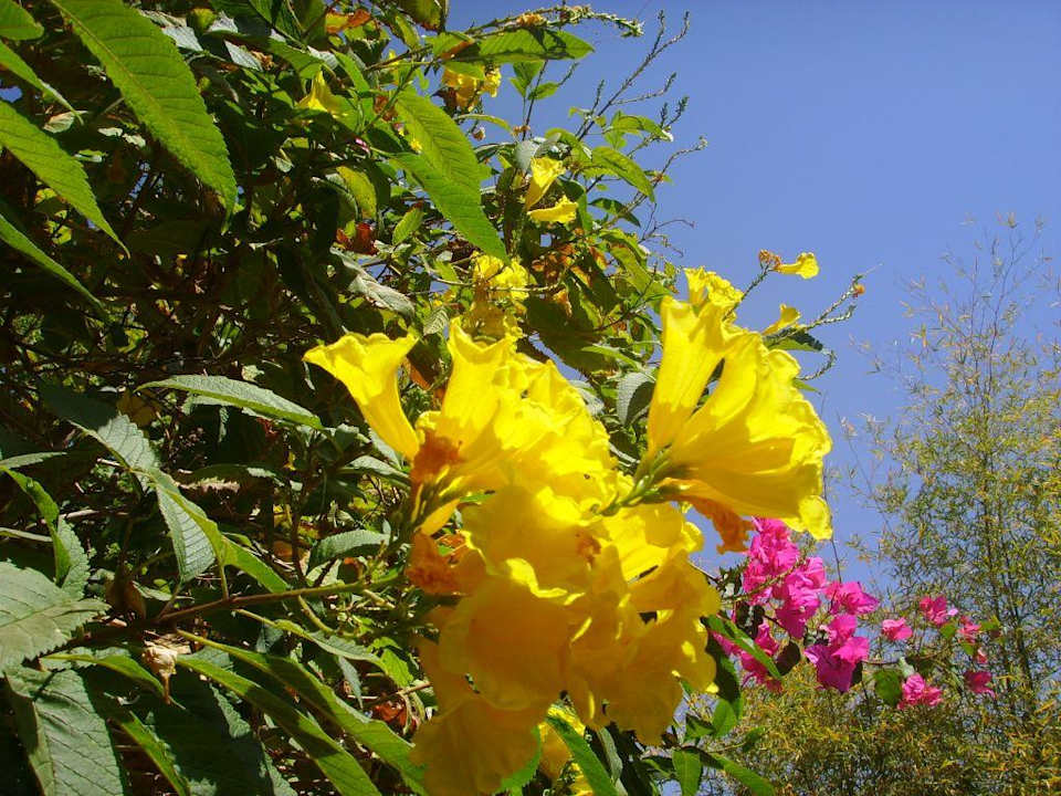 vanyavilas ranthambore Hotel The Oberoi Vanyavilas, Ranthambore