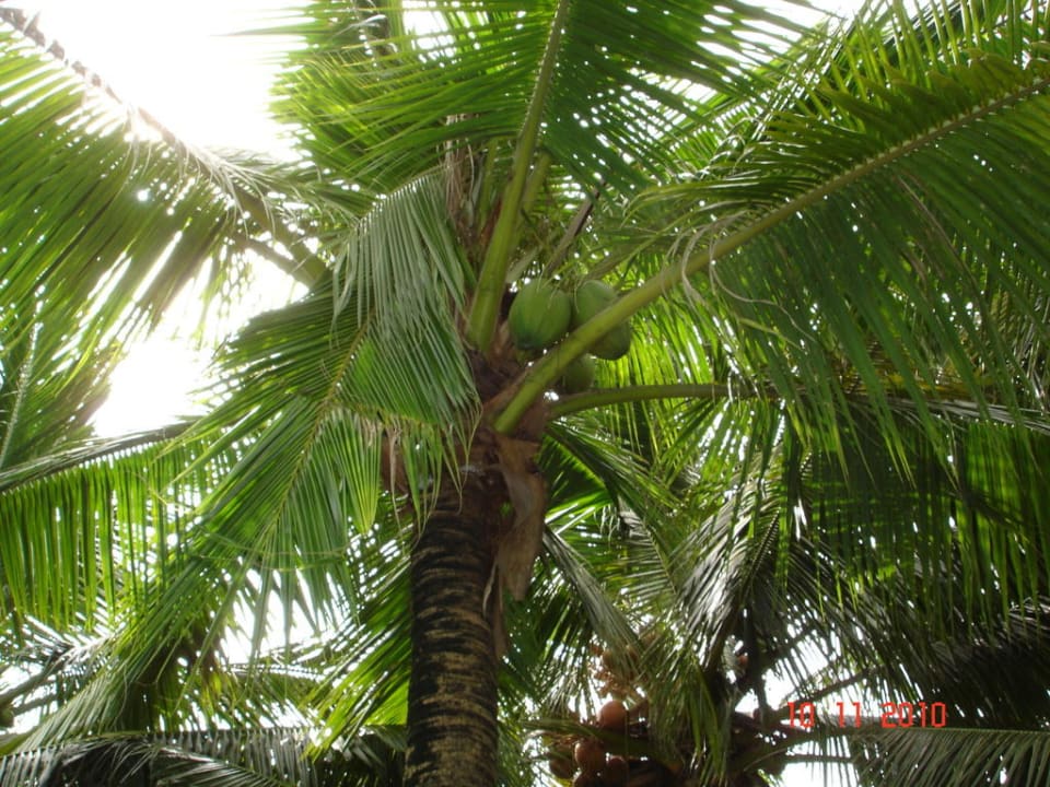 Vorsicht Kokosnuss Siam Bayshore Resort