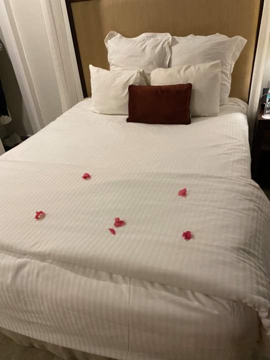 Zimmer Dreams Dominicus La Romana