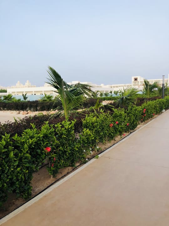 Garten Hotel Riu Palace Boavista