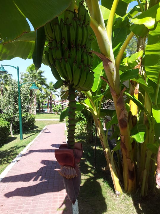 Bananenplantage Crystal Flora Beach Resort