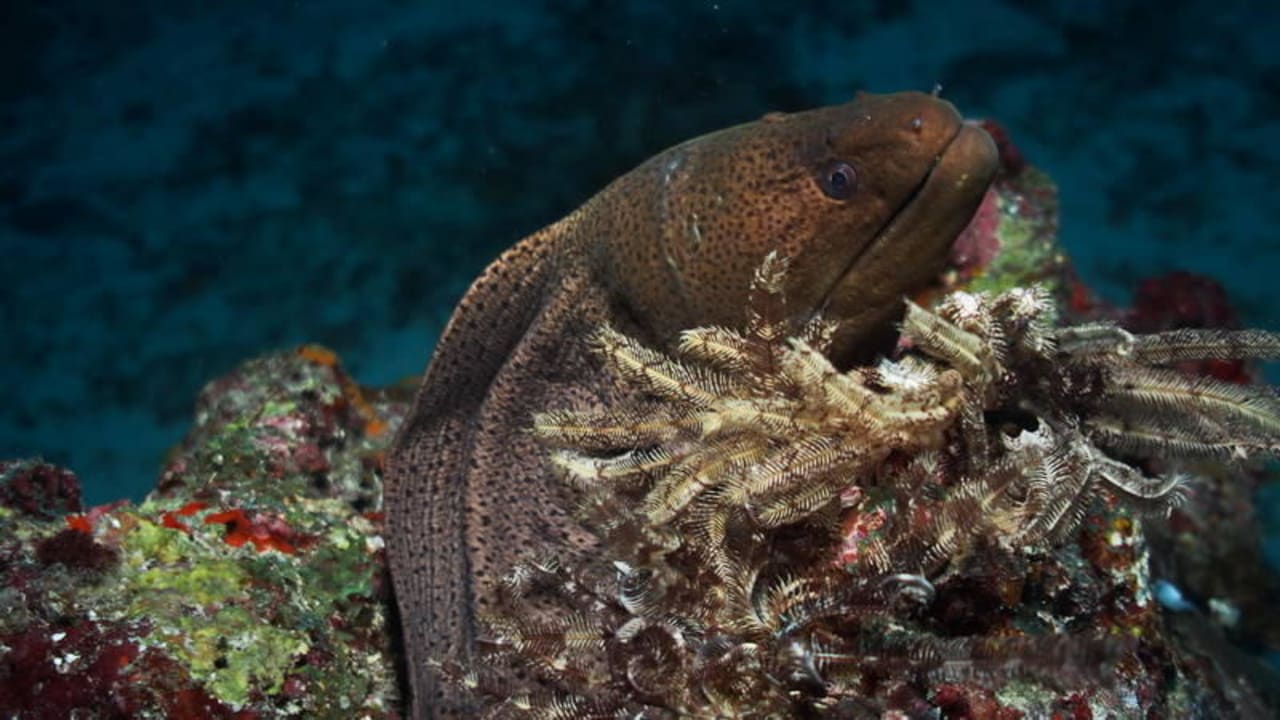 Muräne Biyadhoo Island Resort