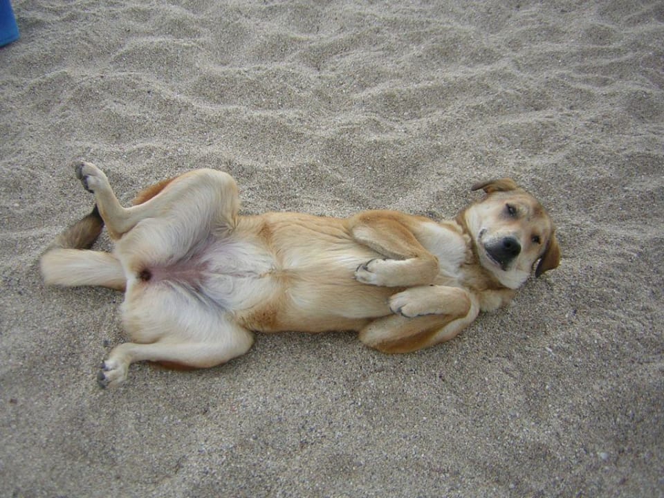 Unsere Strandhunde Gardenia Hotel