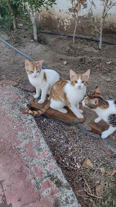 Sonstiges Three Corners Equinox Beach Resort