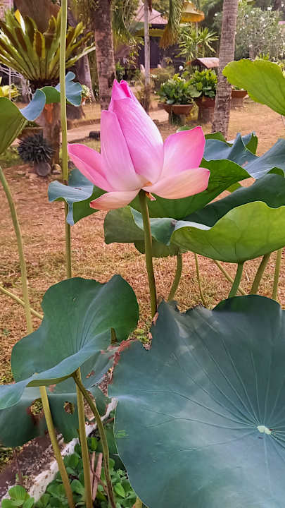 Gartenanlage Hotel Holiday Villa Beach Resort Cherating