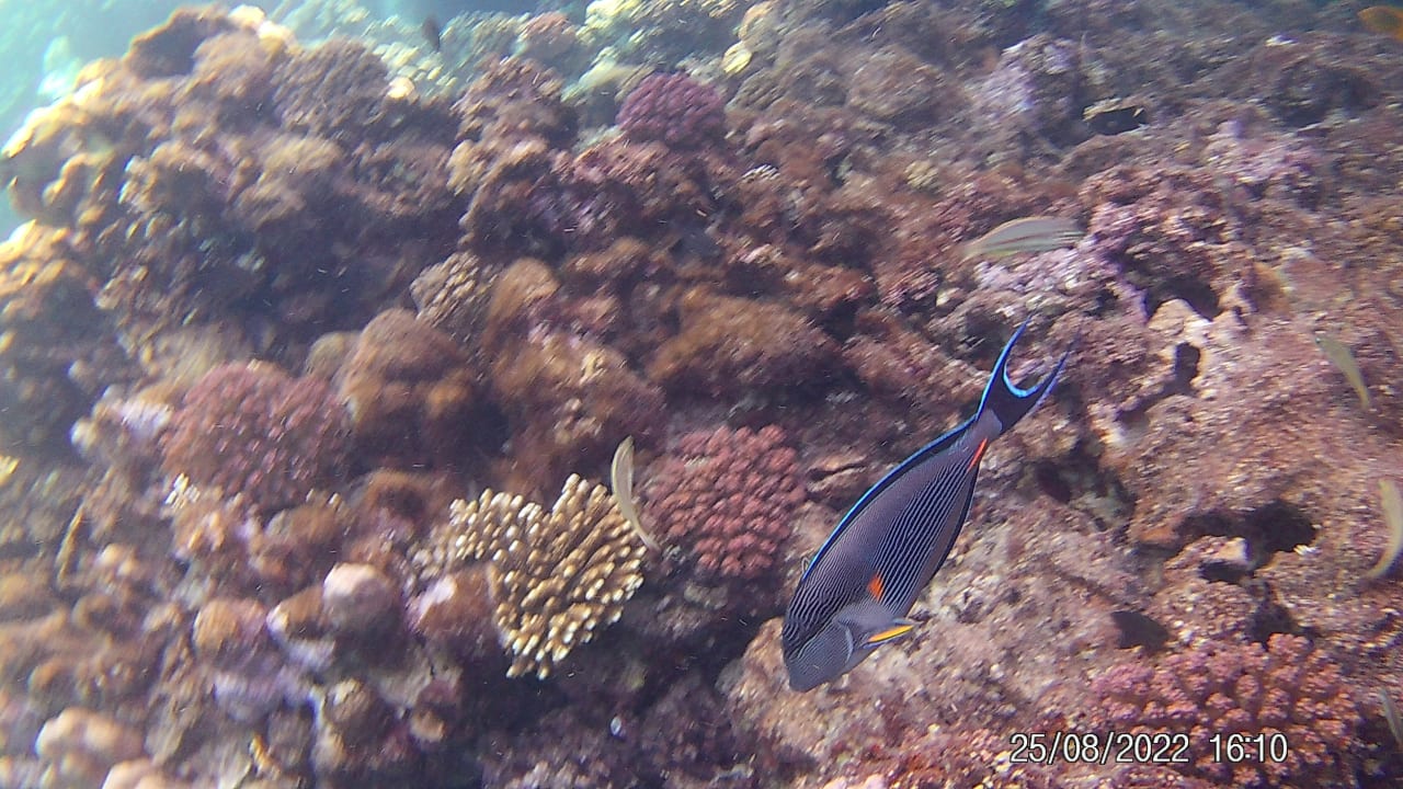 Sport & Freizeit Malikia Resort Abu Dabbab