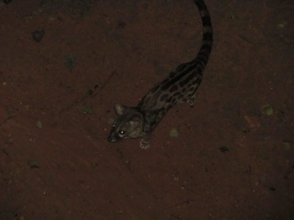 Kleine "Leopardkatze" vom Retaurant aus Shimba Hills Lodge