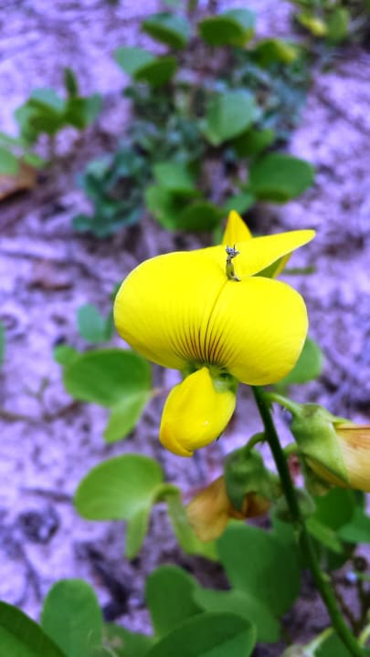 Blütenwunder im Sand Barberyn Sands Ayurveda Resort