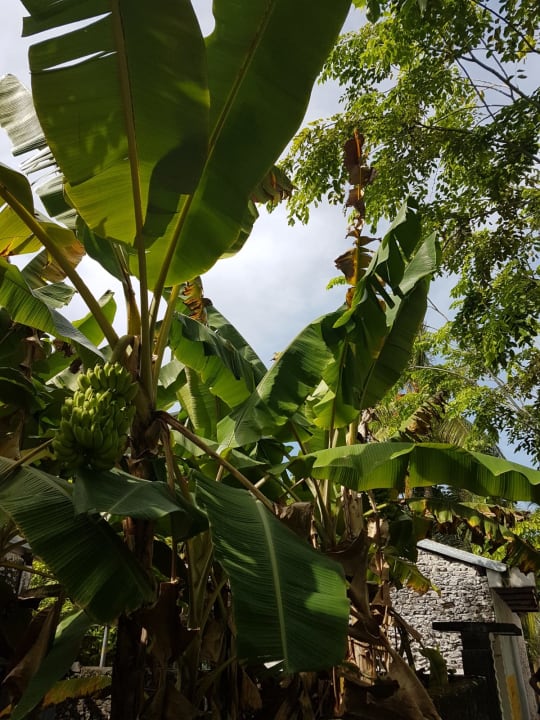 Gartenanlage Veligandu Maldives Resort Island