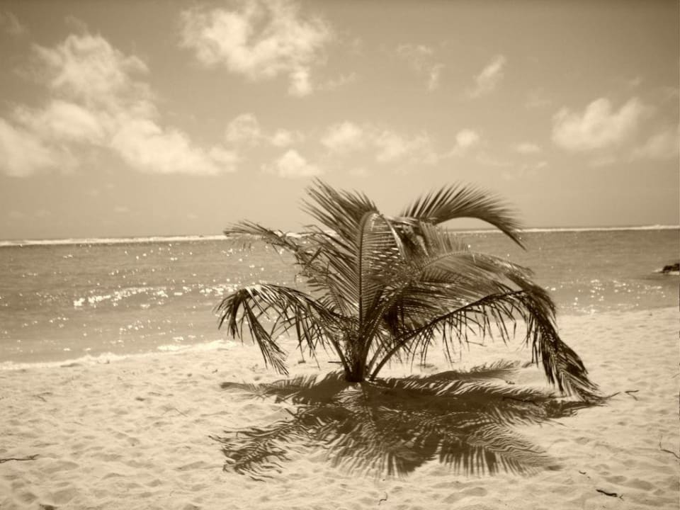 Eine kleine Palme Summer Island Maldives