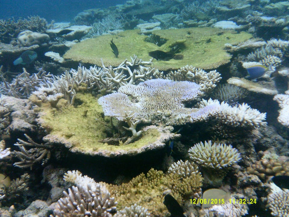 Coral Garden Embudu Embudu Village