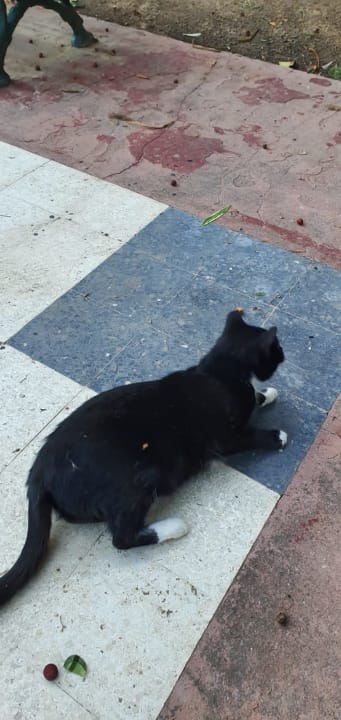 Gartenanlage Marhaba Royal Salem