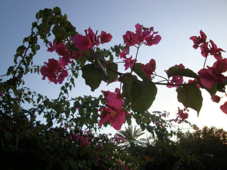 Flora El Ksar Resort & Thalasso