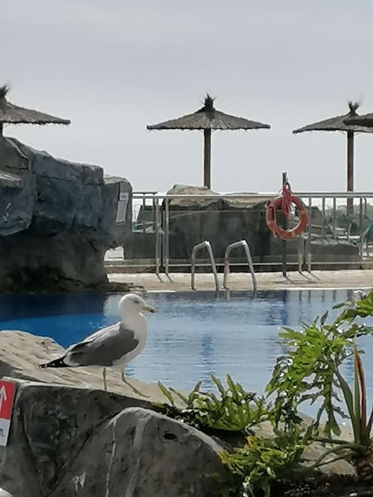 Pool AluaVillage Fuerteventura