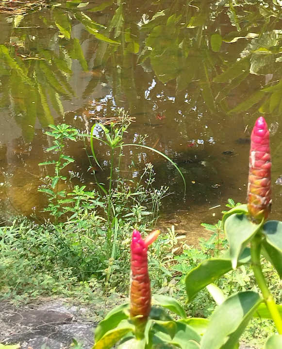 Gartenanlage Moracea by Khao Lak Resort
