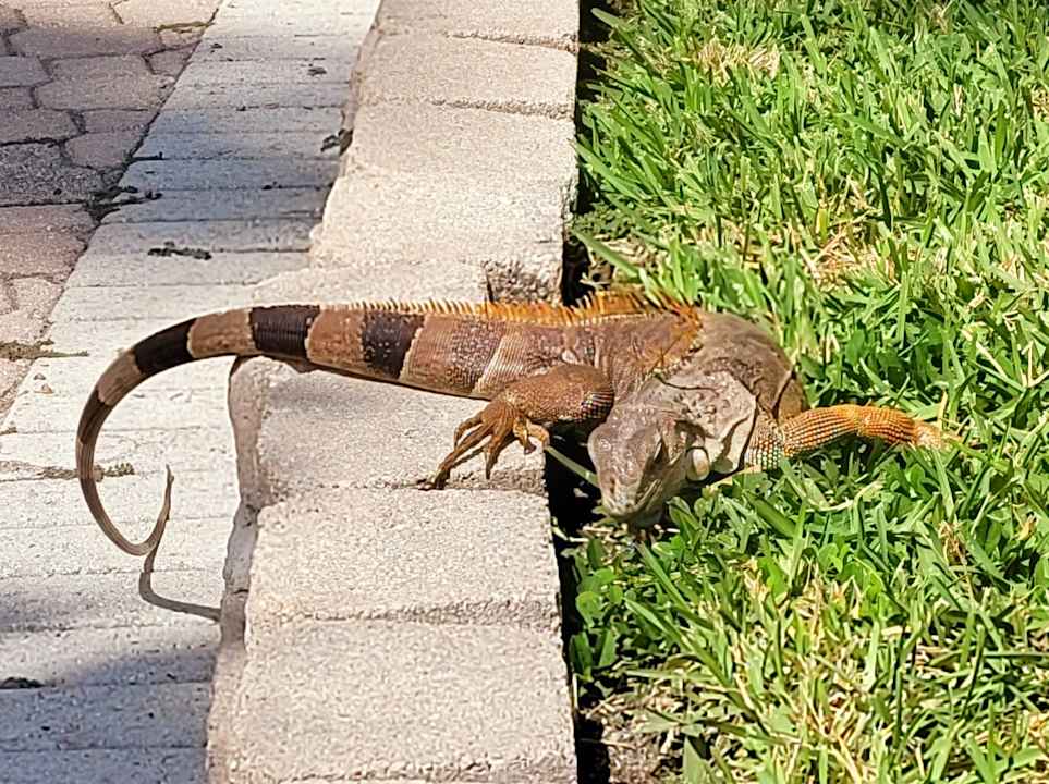 Gartenanlage Hotel Riu Plaza Miami Beach