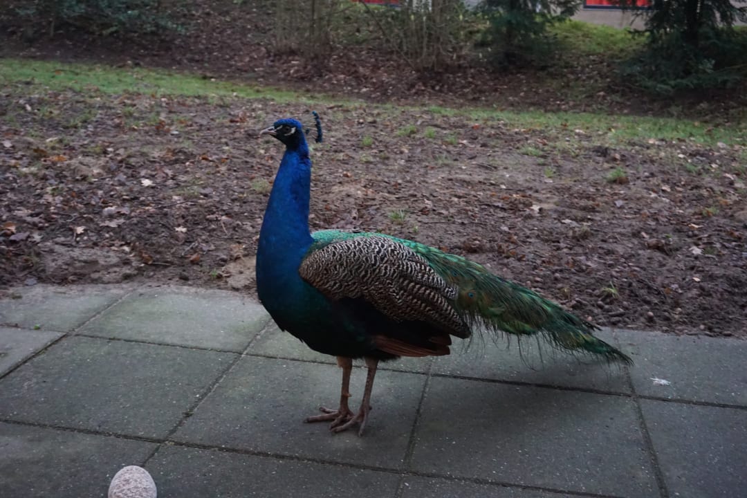 Besuch auf der Terrasse  Ferienpark Landal De Lommerbergen