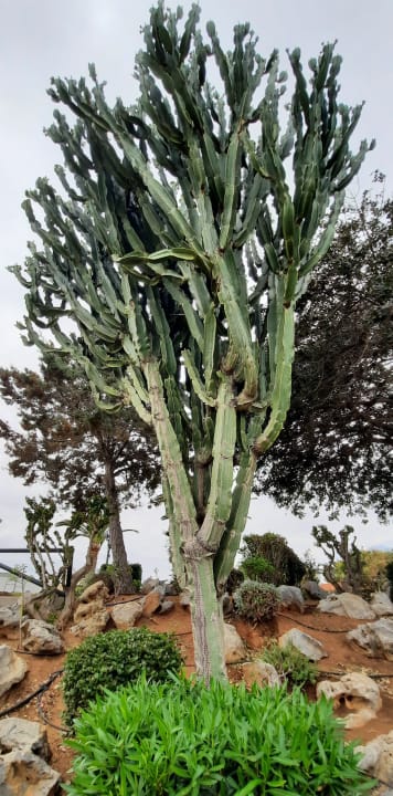 Gartenanlage Anissa Beach & Village