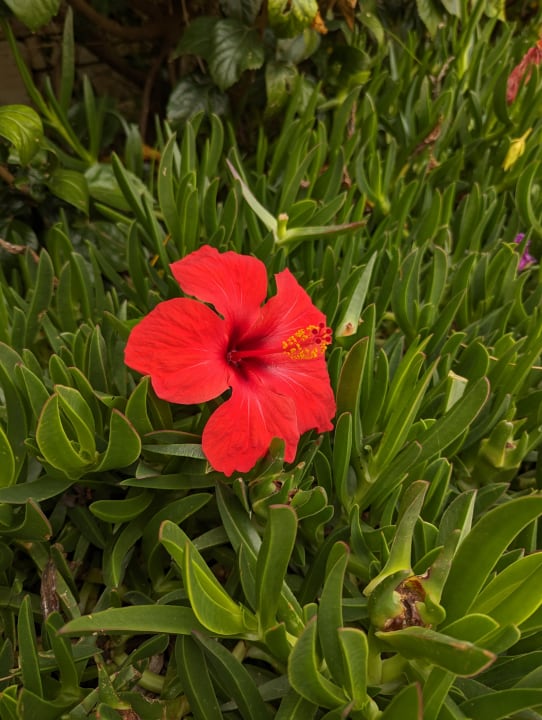 Gartenanlage Melas Holiday Village