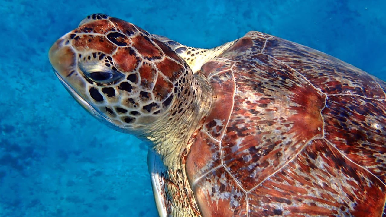 Strand Shams Alam Beach Resort