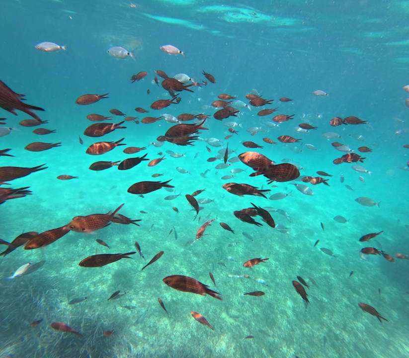 Strand Grupotel Aldea Cala'n Bosch