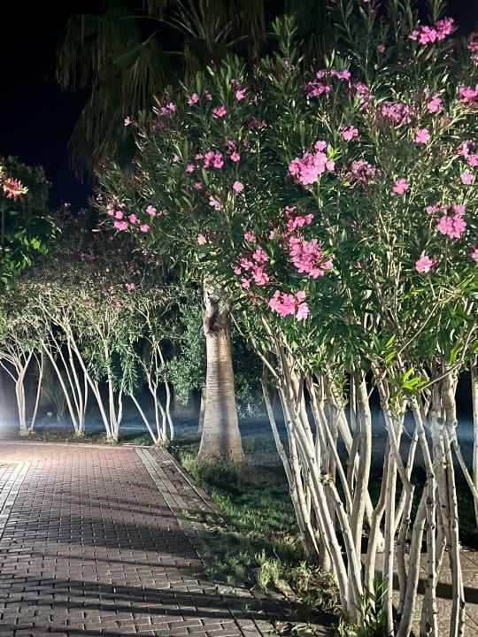 Gartenanlage Seaden Sea World Resort & Spa