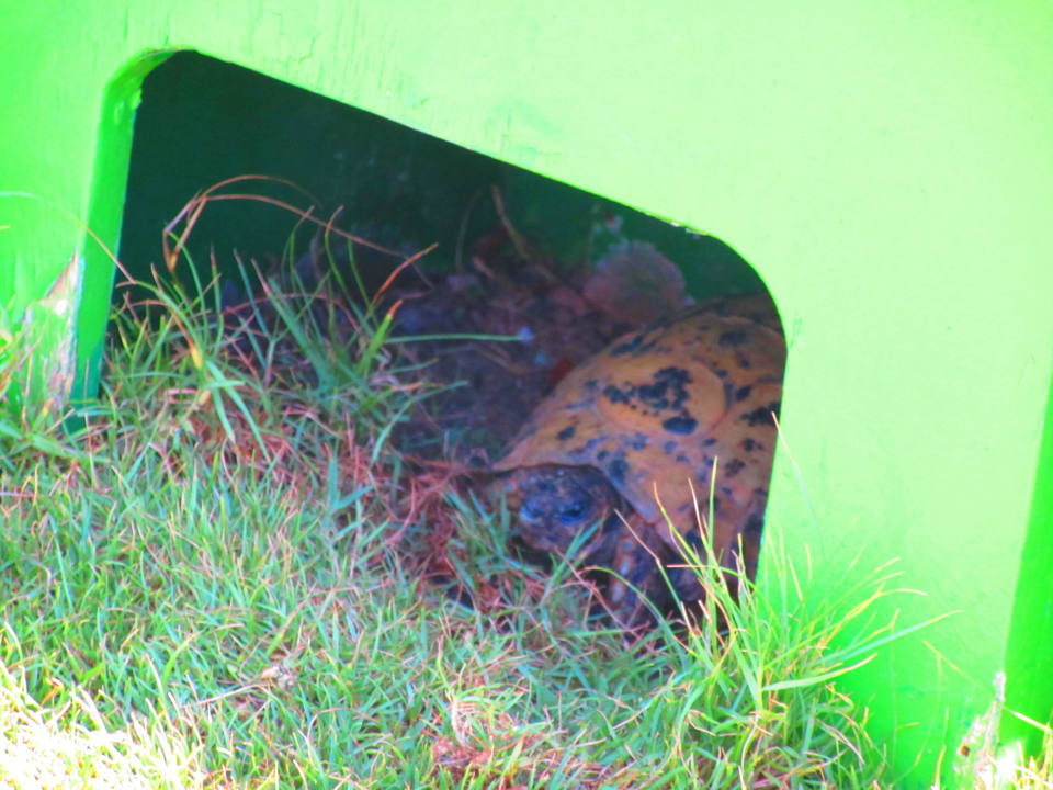 Die Schildkröten  Steigenberger Coraya Beach - Adults only