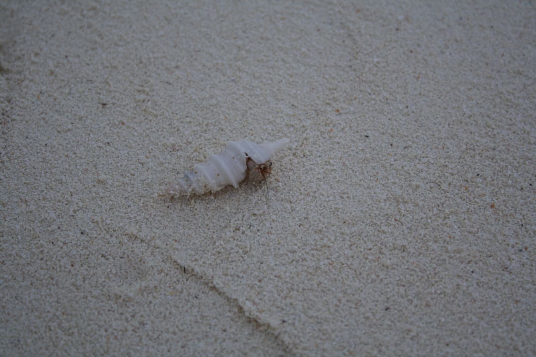 Wanderung mit Haus Meeru Maldives Resort Island