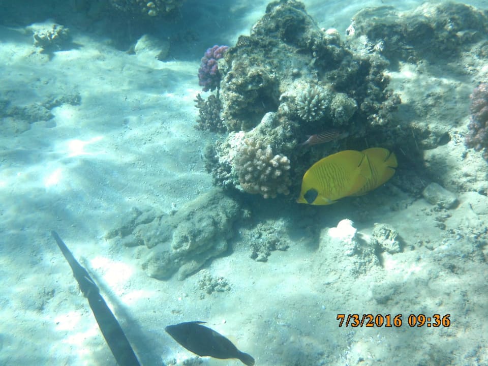 DHL Fische Jaz Makadi Oasis Resort