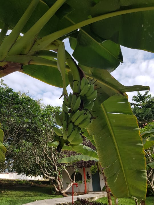 Gartenanlage Hotel Kiwengwa Beach Resort