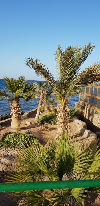 Ausblick Desert Rose