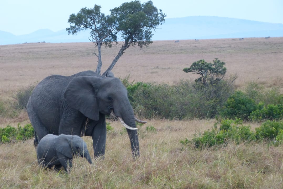 Sonstiges Aruba-Mara Camp
