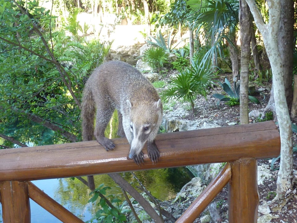 Einer von vielen Nasenbären in der Anlage Catalonia Royal Tulum Beach & Spa Resort - Adults only