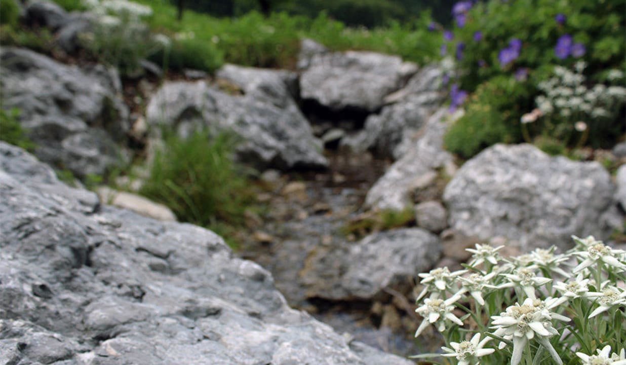 Bachlauf Pension Gerstenbrand