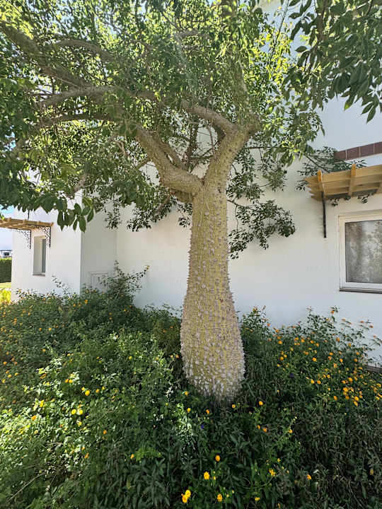 Außenansicht Lahami Bay Beach Resort