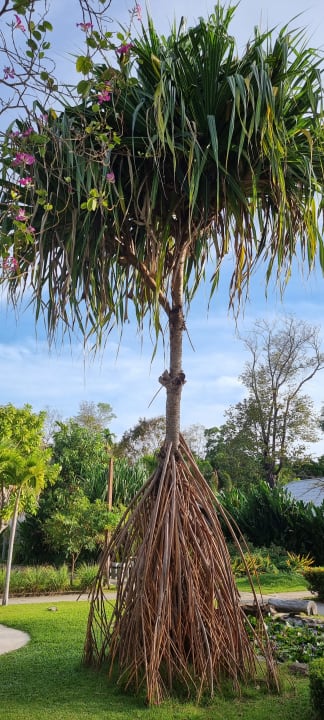 Gartenanlage Sai Kaew Beach Resort