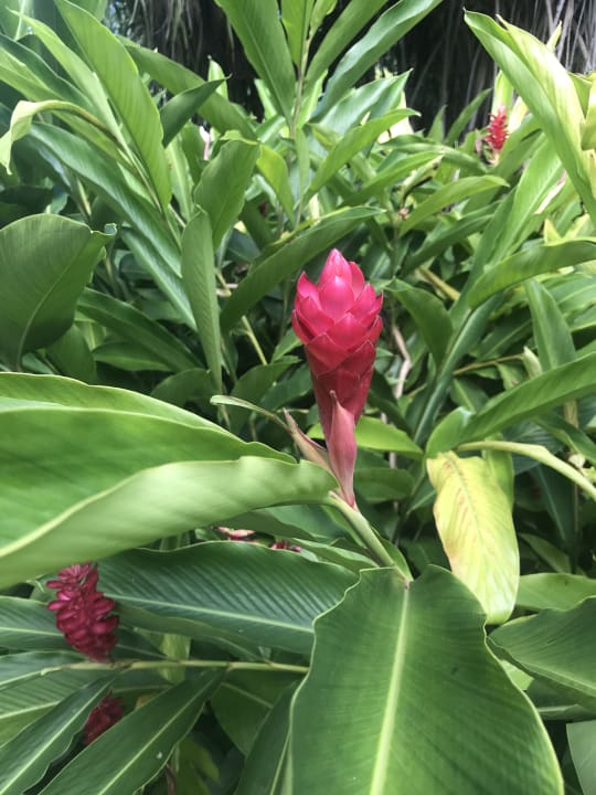 Gartenanlage Kempinski Seychelles Resort