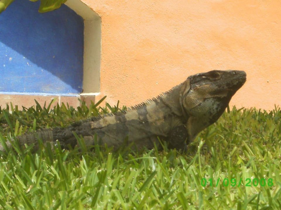 Haustiere Bahia Principe Grand Tulum