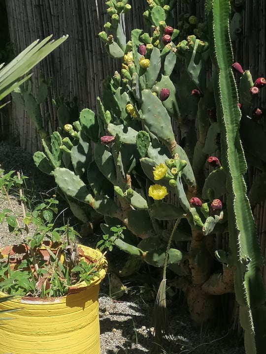 Gartenanlage Hotel Royal Nozha