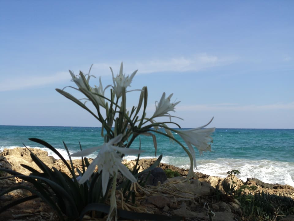 Strand Cactus Beach