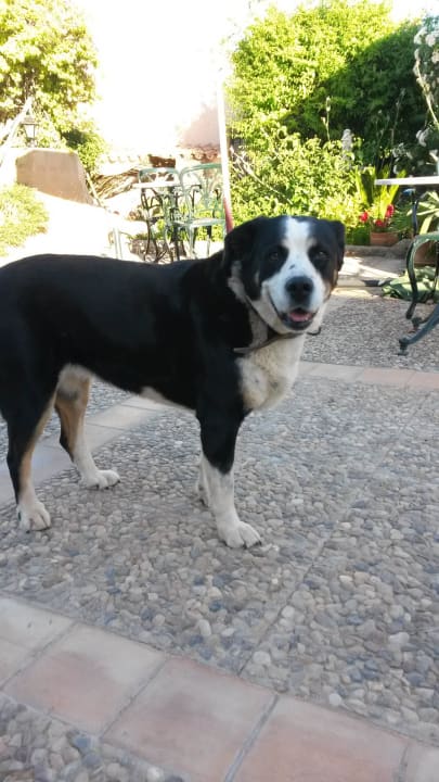 Wach- und Knuddelhund Perla Finca Son Marimon