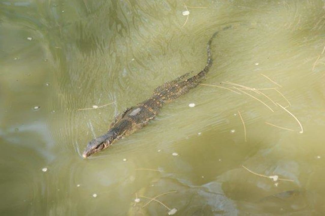 Hotel-Waran Moracea by Khao Lak Resort