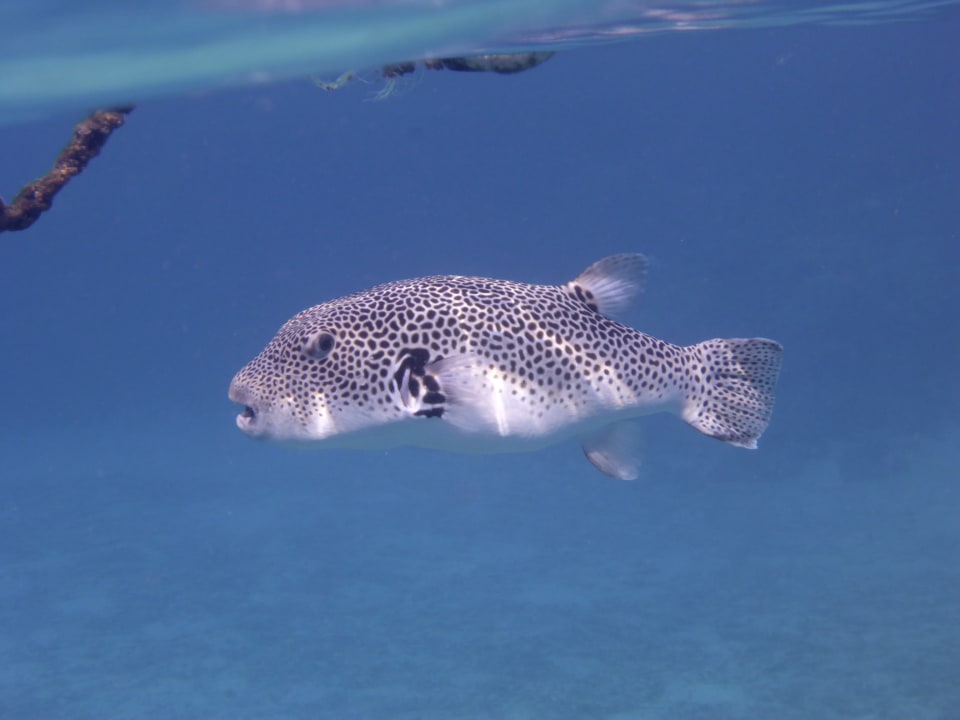 Strand Mövenpick Resort El Quseir