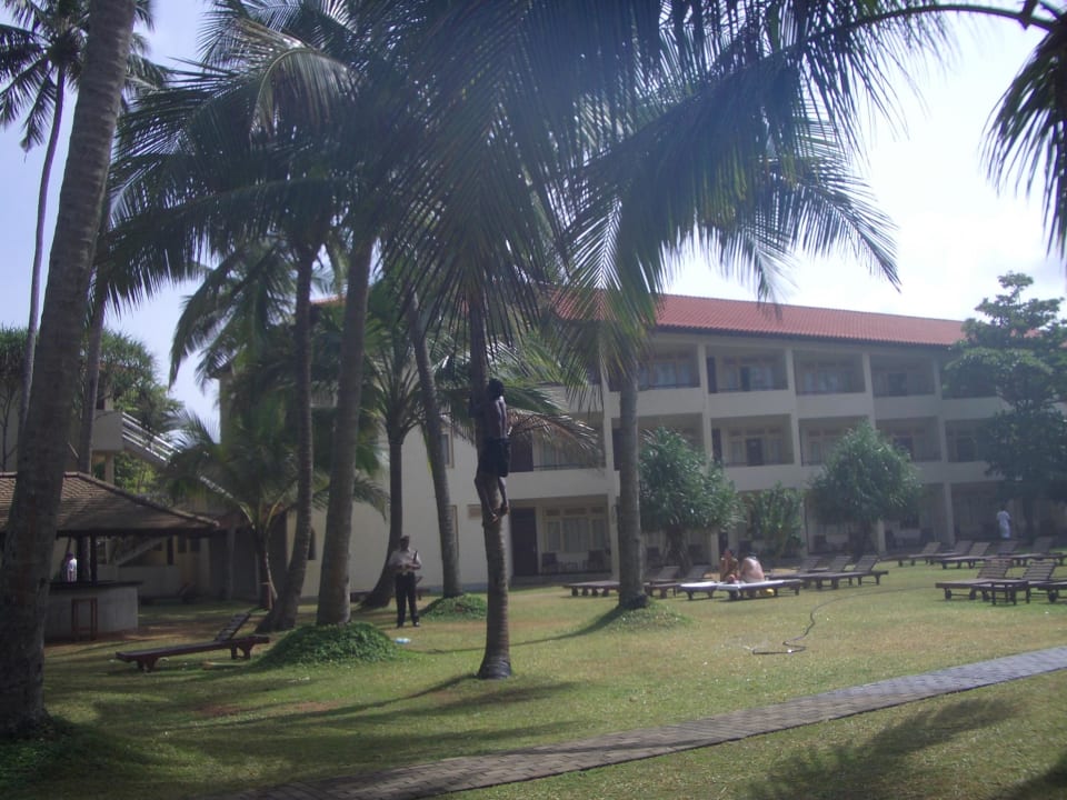 Lose Palmenwedel werden abgeschlagen Mermaid Hotel & Club