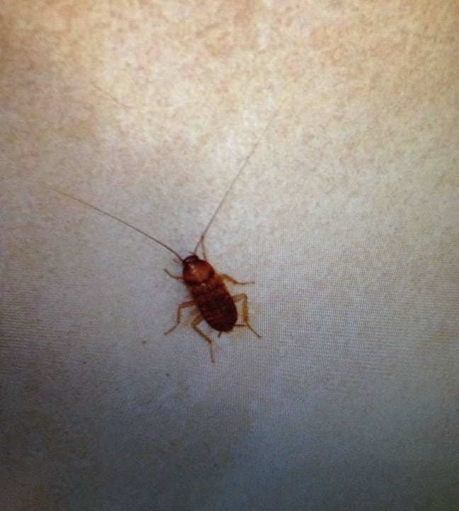 Kakerlaken in der nacht im Badezimmerr Iberostar Origin Playa Alameda