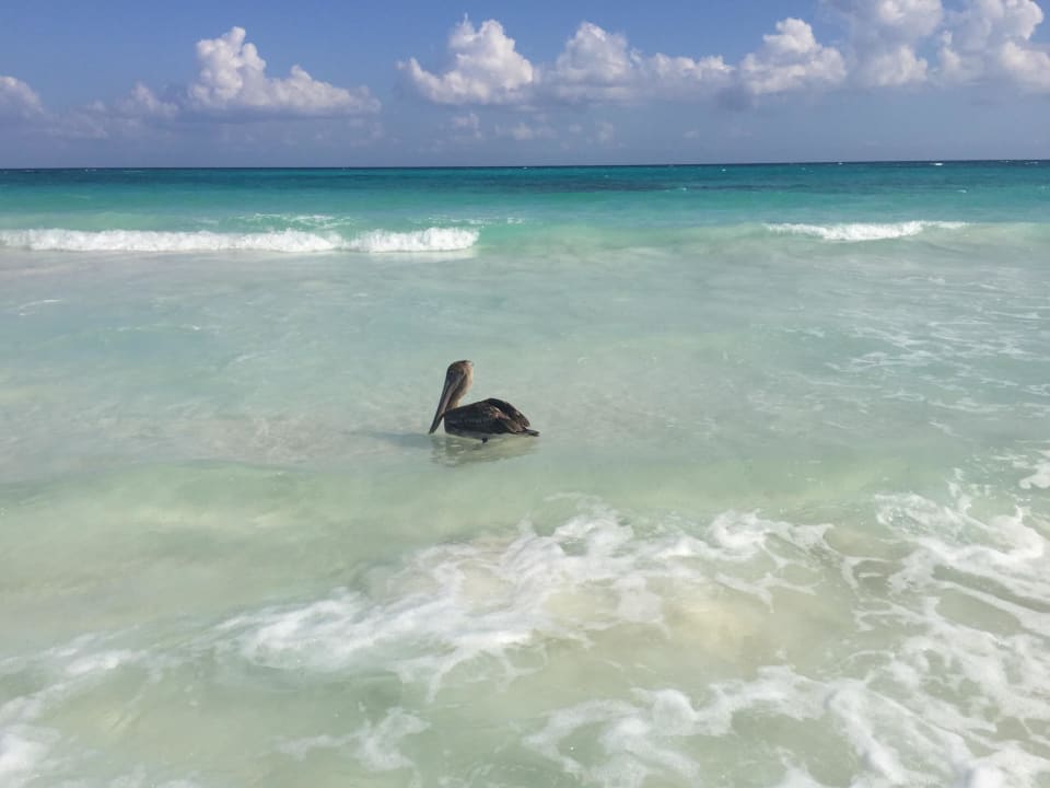 Unser Strandliebling Catalonia Royal Tulum Beach & Spa Resort - Adults only